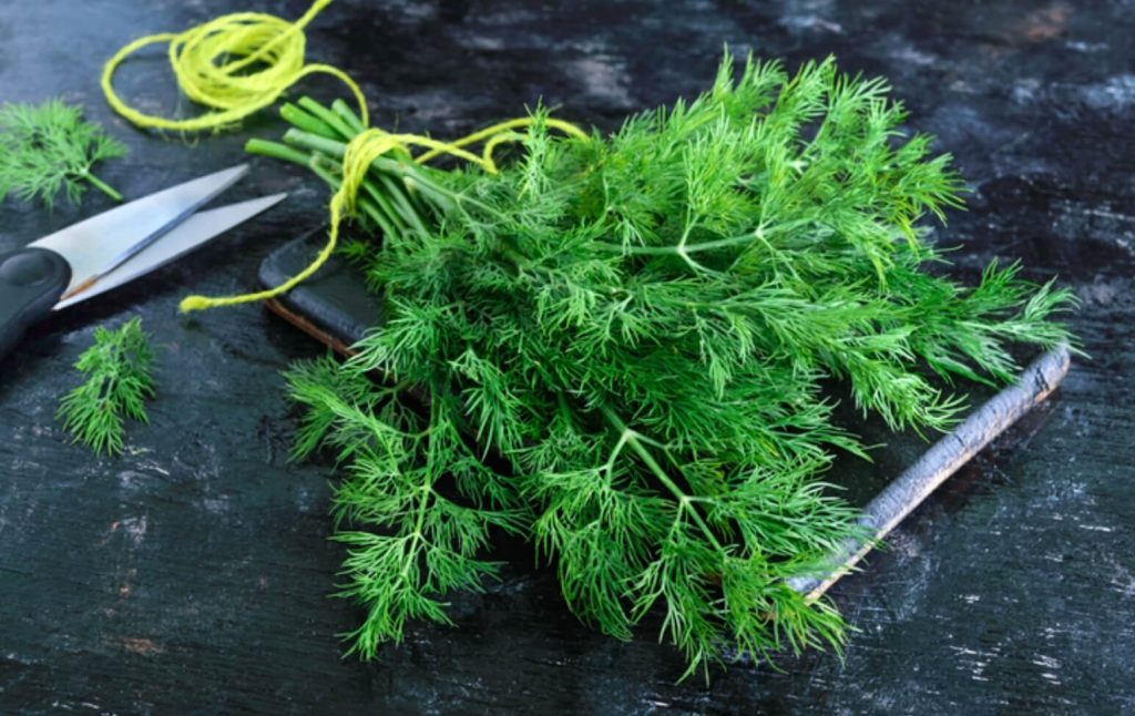 Uzun Süre Nasıl Saklanır: Dereotu, Maydanoz, Roka Saklama Yöntemleri yesillik-saklama-yontemleri